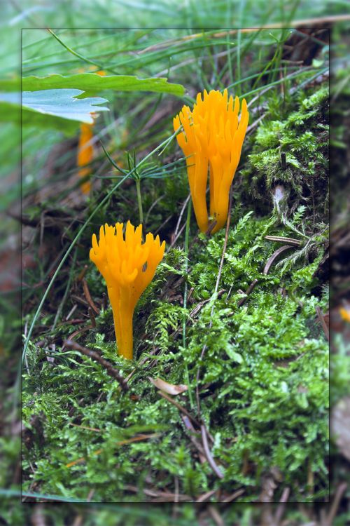 Wild Mushrooms